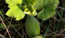 小嫩吃瓜,揭秘娱乐圈那些不为人知的幕后故事