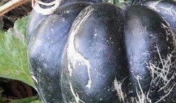 移植可以吃方瓜,探索异域美食的融合与创新