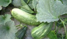 白色瓜咋吃,白色瓜的多样食用方法与美味探索