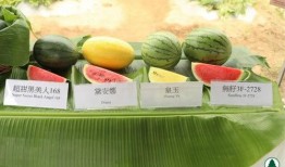 吃瓜超有料营销号,吃瓜超有料，独家爆料来袭！