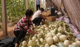 郏县最新吃瓜事,揭秘背后真相与热议焦点