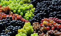 宝宝吃葡萄瓜视频