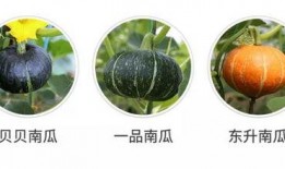 吃的瓜都是有什么瓜,揭秘那些让人津津乐道的“瓜”