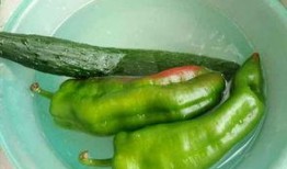 病鸡吃瓜,瓜果助力健康之旅