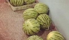 甜波吃瓜,揭秘娱乐圈甜蜜背后的瓜田秘事