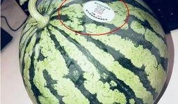 西华网红吃瓜,揭秘网络红人的幕后故事