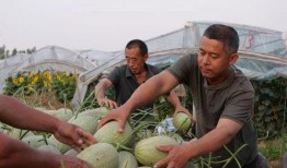 大步村吃瓜视频,揭秘乡村生活趣味瞬间