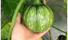 小曹吃瓜,揭秘娱乐圈那些不为人知的幕后故事