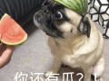 海豚吃瓜表情包,萌动海洋的欢乐瞬间