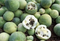 国人吃瓜能力,全民娱乐时代的全民参与