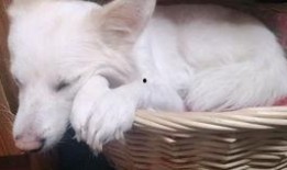 吃瓜的清脆声音,夏日清凉