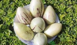 吃茄瓜的禁忌,食用禁忌须知