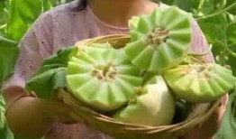 吃不熟的玉菇瓜,探寻美味背后的秘密