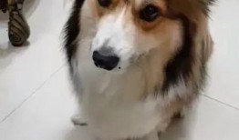 带你吃瓜野生狗狗,野生狗狗的“吃瓜”生活