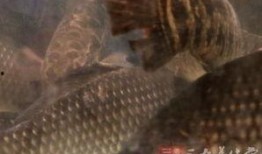 大瓜吃鲫鱼,鲫鱼新吃法，美味与营养并存