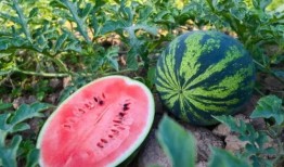 武安吃瓜,揭秘网络热点的背后故事