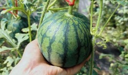 山东莱阳吃瓜,瓜香四溢，品味传统美食的魅力