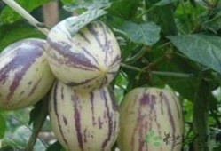 吃茄瓜的禁忌,食用禁忌须知