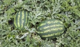 广东吃棚瓜点,广东特色美食——棚瓜的多样吃法探索