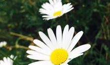 小雏菊吃瓜,小雏菊的瓜界奇遇记