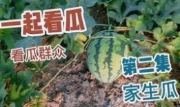 大西吃大瓜,一场美食与娱乐的盛宴