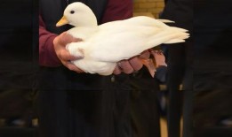 柯尔鸭吃瓜,一场味蕾与视觉的盛宴