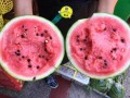 花蕾蜜瓜怎么吃,花蕾蜜瓜的多重食法探索
