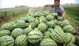 回隆卖衣服吃瓜,卖衣吃瓜，感受市井生活百态