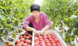 顺平县吃瓜,瓜果飘香，品味田园生活