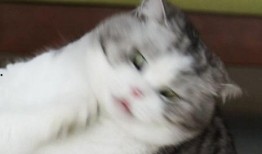 吃c瓜的猫头像,揭秘吃瓜猫的趣味生活