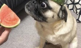 狗头和吃瓜表情什么意思