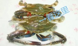 带你吃瓜说螃蟹