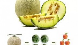 咬着吃的瓜,揭秘瓜类美食的诱惑与魅力