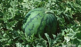 孕妇吃蛟瓜吗,营养健康两不误