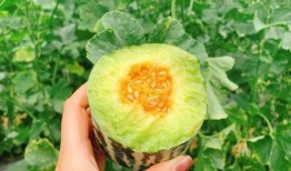 运城蔡娜吃瓜,揭秘背后真相与网友热议